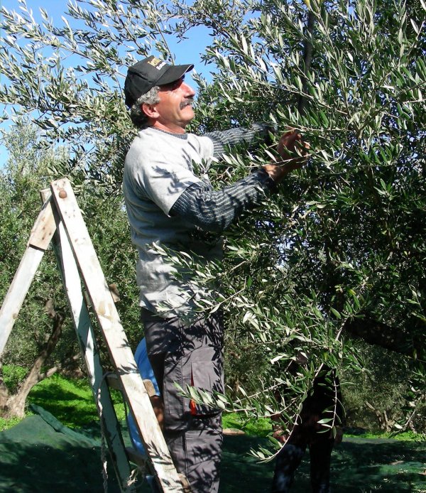 olives-1